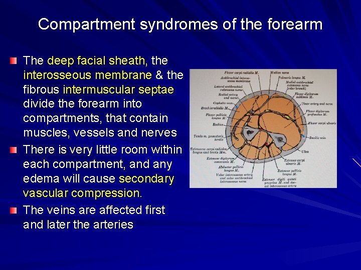 Compartment syndromes of the forearm The deep facial sheath, the interosseous membrane & the