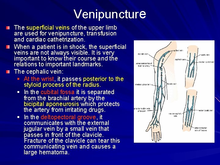 Venipuncture The superficial veins of the upper limb are used for venipuncture, transfusion and