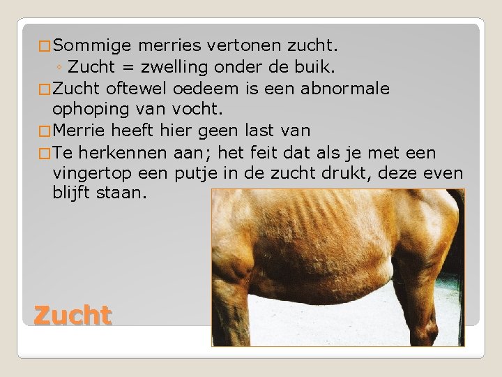 � Sommige merries vertonen zucht. ◦ Zucht = zwelling onder de buik. � Zucht