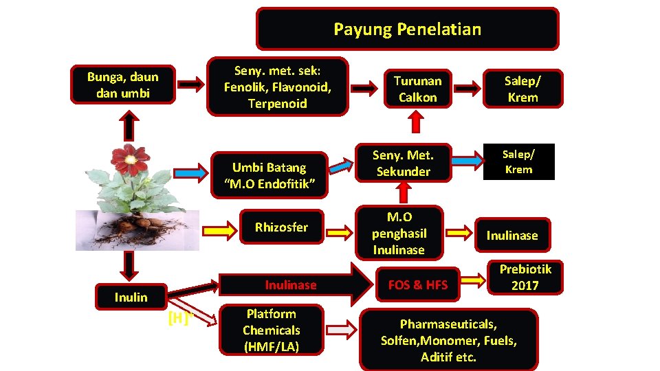 Payung Penelatian Seny. met. sek: Fenolik, Flavonoid, Terpenoid Bunga, daun dan umbi Umbi Batang