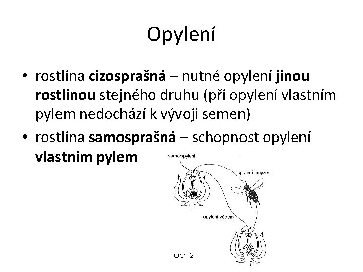 Opylení • rostlina cizosprašná – nutné opylení jinou rostlinou stejného druhu (při opylení vlastním