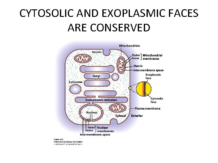 CYTOSOLIC AND EXOPLASMIC FACES ARE CONSERVED 