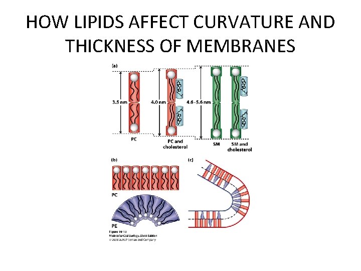 HOW LIPIDS AFFECT CURVATURE AND THICKNESS OF MEMBRANES 