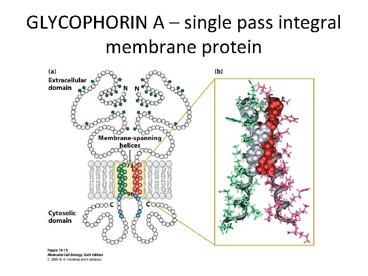 GLYCOPHORIN A – single pass integral membrane protein 