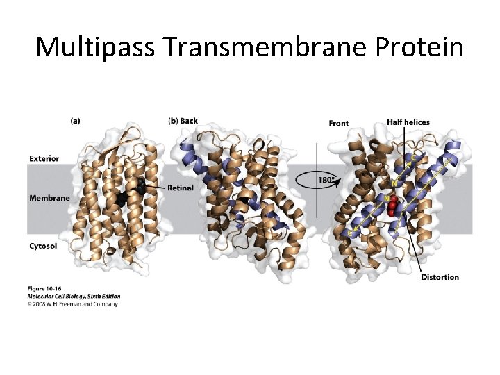 Multipass Transmembrane Protein 