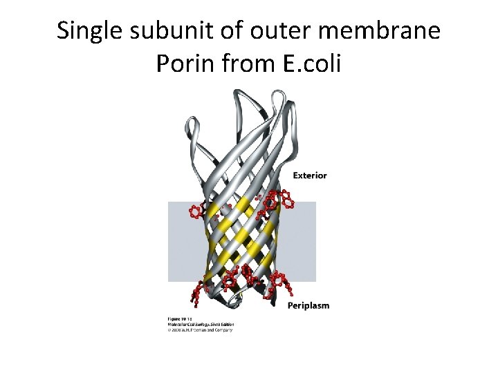 Single subunit of outer membrane Porin from E. coli 