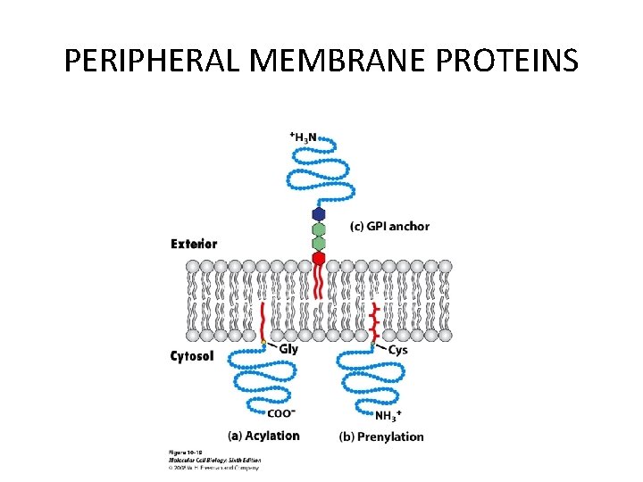 PERIPHERAL MEMBRANE PROTEINS 