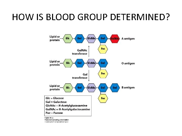 HOW IS BLOOD GROUP DETERMINED? 
