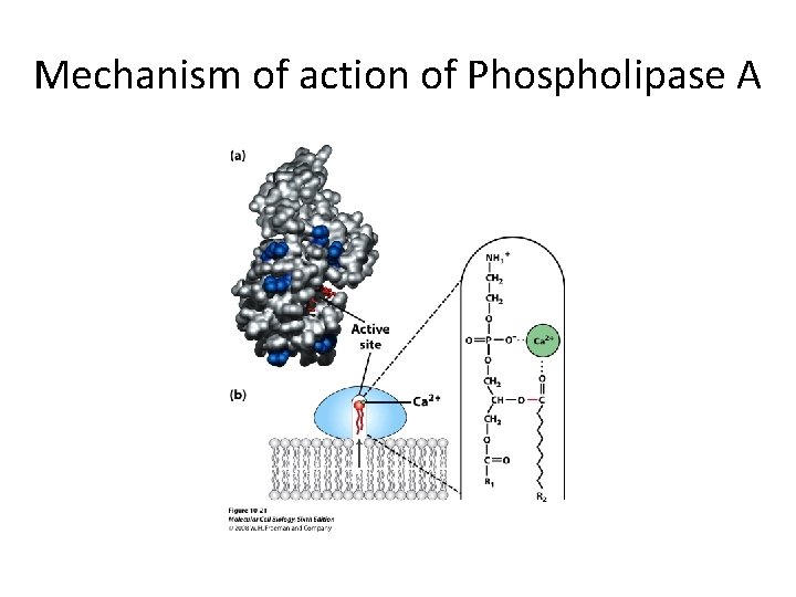 Mechanism of action of Phospholipase A 