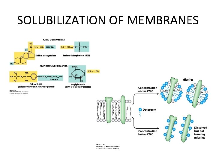 SOLUBILIZATION OF MEMBRANES 