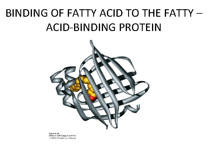BINDING OF FATTY ACID TO THE FATTY – ACID-BINDING PROTEIN 