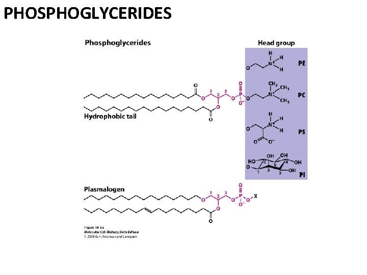 PHOSPHOGLYCERIDES 