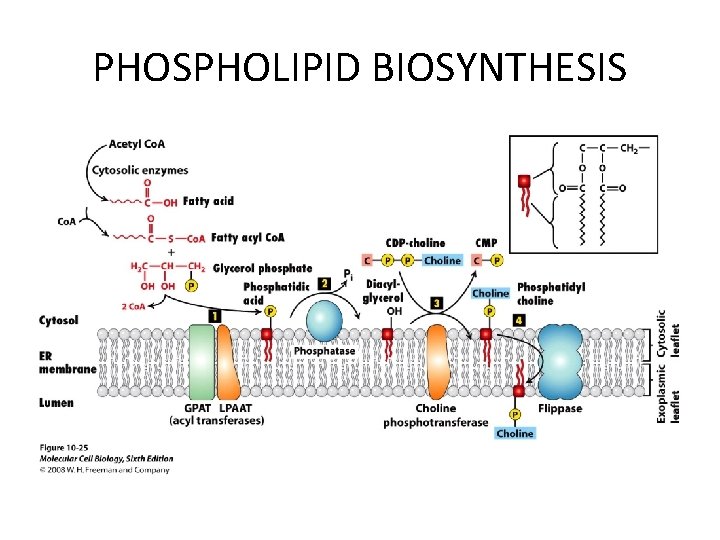 PHOSPHOLIPID BIOSYNTHESIS 