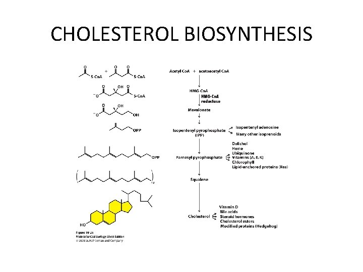 CHOLESTEROL BIOSYNTHESIS 