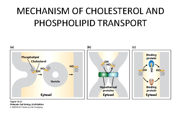 MECHANISM OF CHOLESTEROL AND PHOSPHOLIPID TRANSPORT 