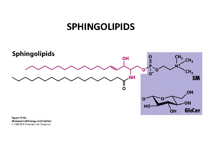 SPHINGOLIPIDS 