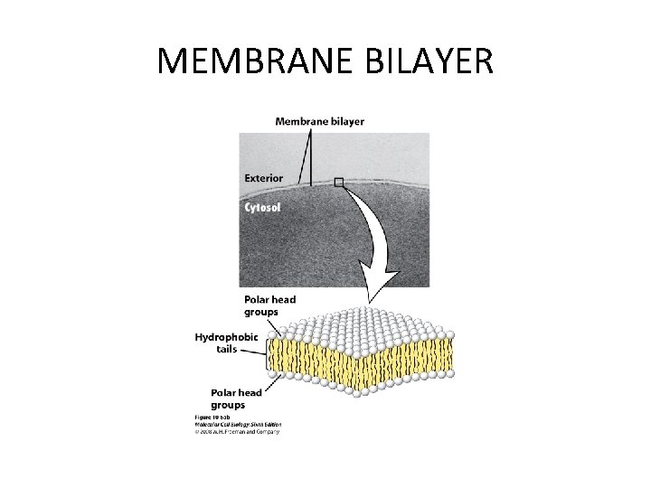 MEMBRANE BILAYER 