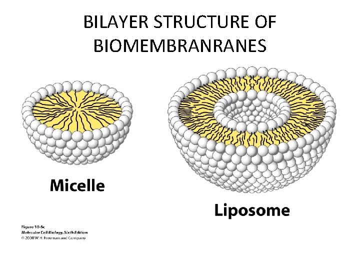 BILAYER STRUCTURE OF BIOMEMBRANRANES 