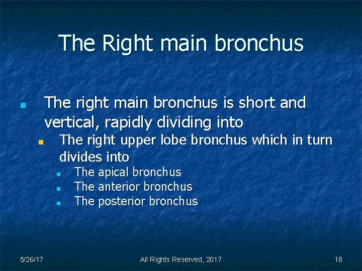 The Right main bronchus The right main bronchus is short and vertical, rapidly dividing