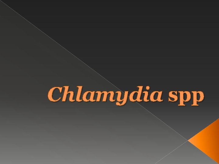 Chlamydia spp 