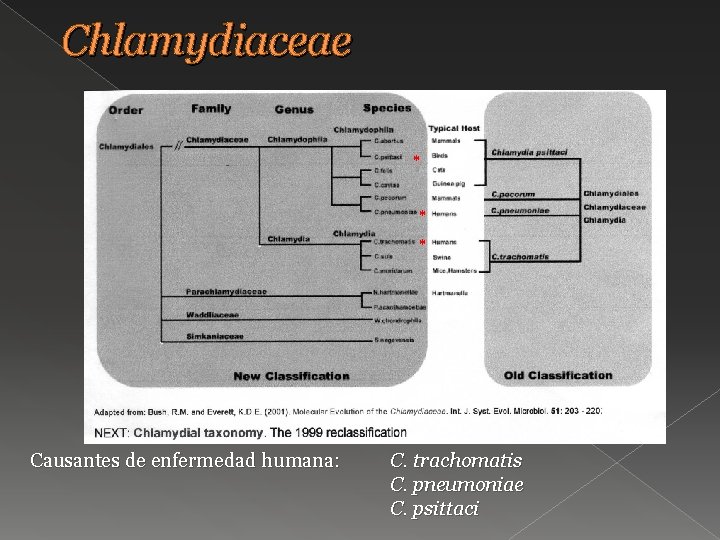 Chlamydiaceae * * * Causantes de enfermedad humana: C. trachomatis C. pneumoniae C. psittaci