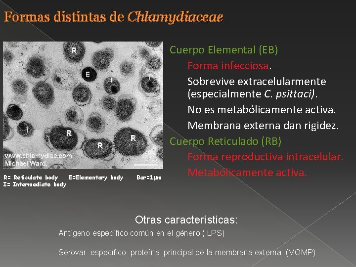 Formas distintas de Chlamydiaceae R= Reticulate body E=Elementary body I= Intermediate body Bar=1 mm