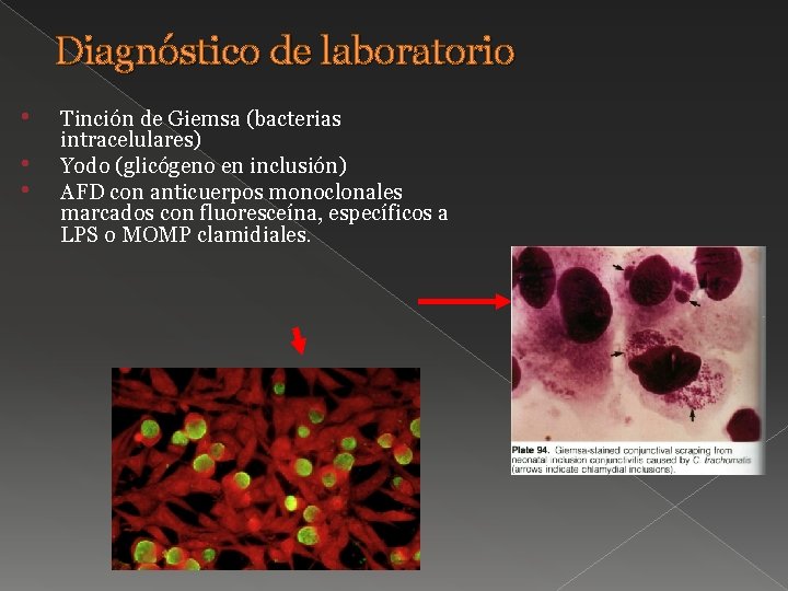 Diagnóstico de laboratorio • • • Tinción de Giemsa (bacterias intracelulares) Yodo (glicógeno en