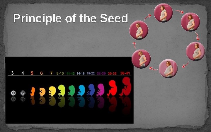 Principle of the Seed 