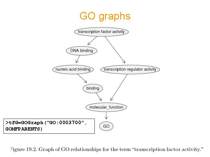 GO graphs >tf. G=GOGraph("GO: 0003700", GOMFPARENTS) 