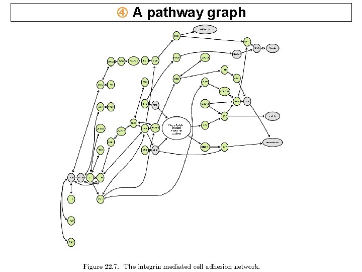 A pathway graph A pathway graph