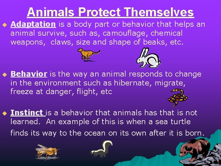 Animals Protect Themselves u Adaptation is a body part or behavior that helps an