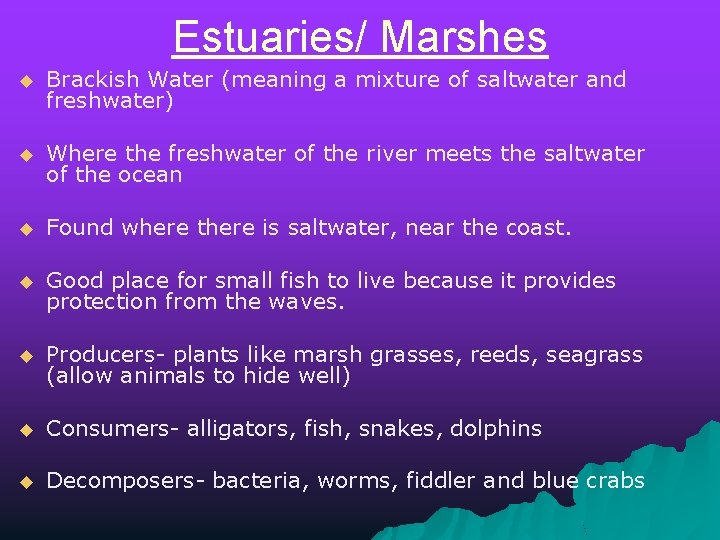 Estuaries/ Marshes u Brackish Water (meaning a mixture of saltwater and freshwater) u Where