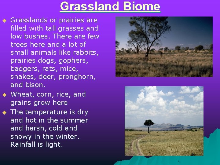 Grassland Biome u u u Grasslands or prairies are filled with tall grasses and