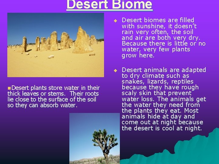 Desert Biome n. Desert plants store water in their thick leaves or stems. Their