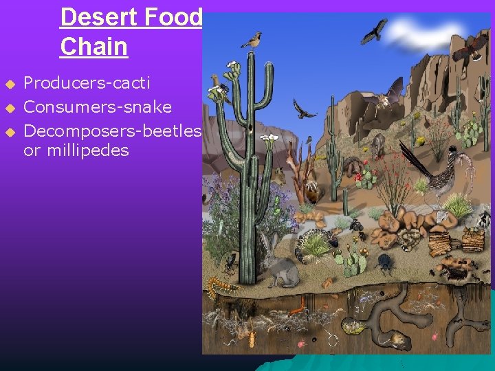 Desert Food Chain u u u Producers-cacti Consumers-snake Decomposers-beetles or millipedes 