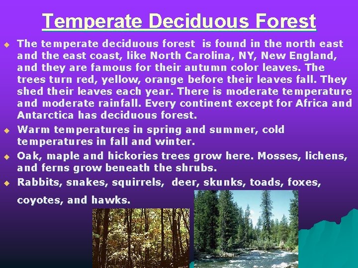 Temperate Deciduous Forest u u The temperate deciduous forest is found in the north