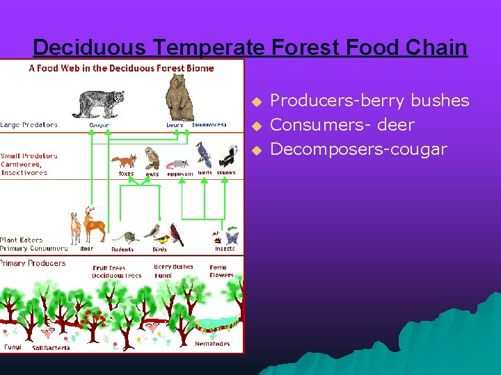 Deciduous Temperate Forest Food Chain u u u Producers-berry bushes Consumers- deer Decomposers-cougar 