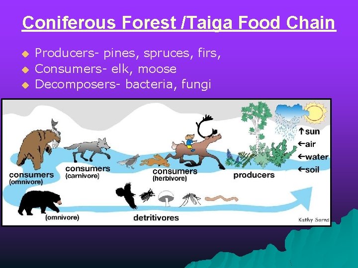 Coniferous Forest /Taiga Food Chain u u u Producers- pines, spruces, firs, Consumers- elk,