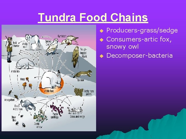 Tundra Food Chains u u u Producers-grass/sedge Consumers-artic fox, snowy owl Decomposer-bacteria 