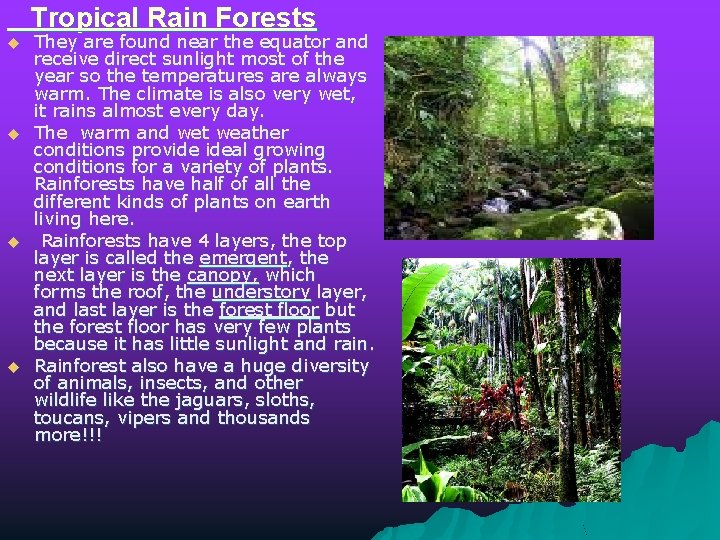 Tropical Rain Forests u u They are found near the equator and receive direct