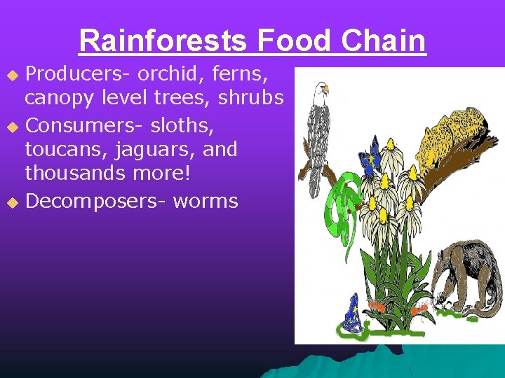 Rainforests Food Chain Producers- orchid, ferns, canopy level trees, shrubs u Consumers- sloths, toucans,