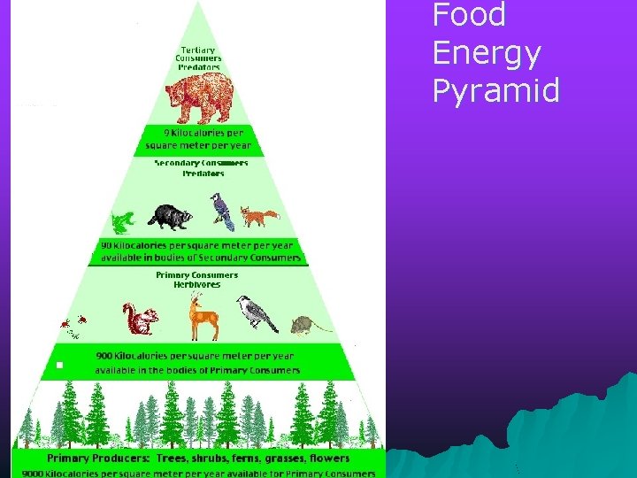 Food Energy Pyramid 