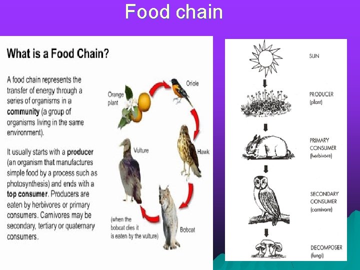 Food chain 