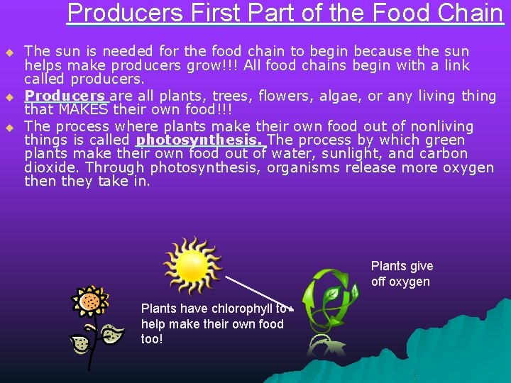 Producers First Part of the Food Chain u u u The sun is needed