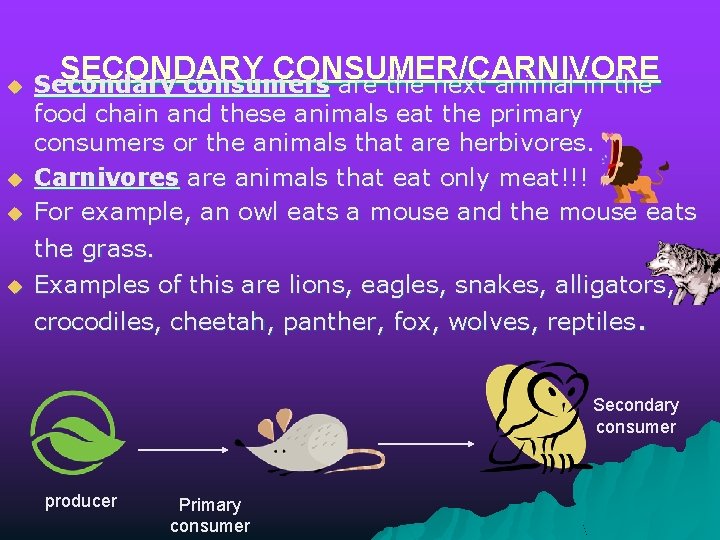 SECONDARY CONSUMER/CARNIVORE u Secondary consumers are the next animal in the u u u