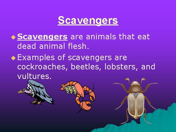 Scavengers u Scavengers are animals that eat dead animal flesh. u Examples of scavengers