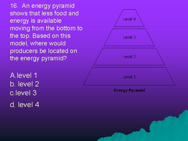 16. An energy pyramid shows that less food and energy is available moving from