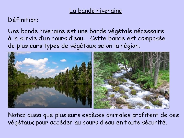 Les bandes riveraines Plan de la prsentation 1