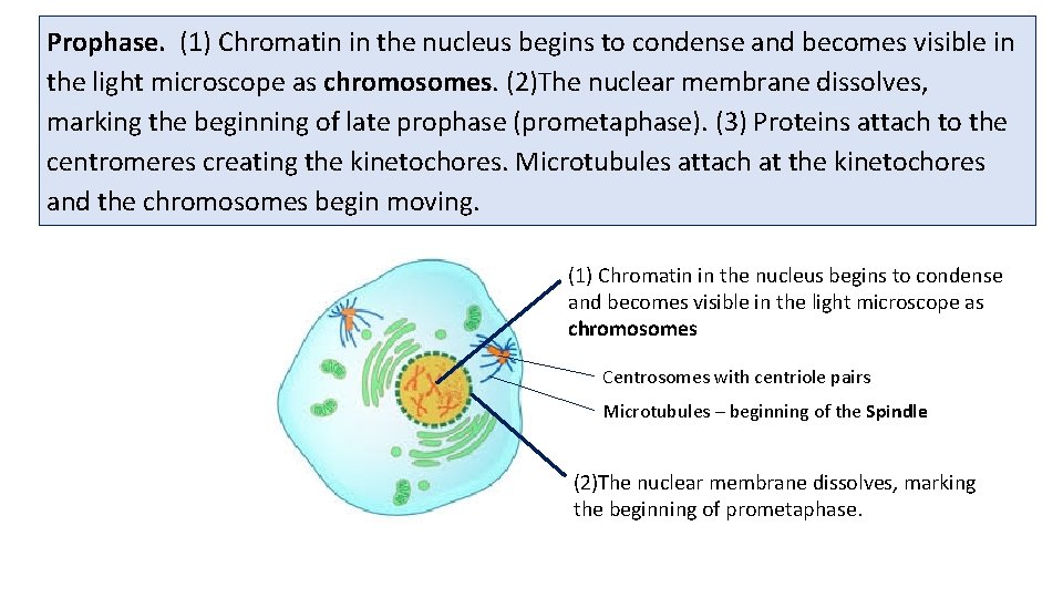 Prophase. (1) Chromatin in the nucleus begins to condense and becomes visible in the