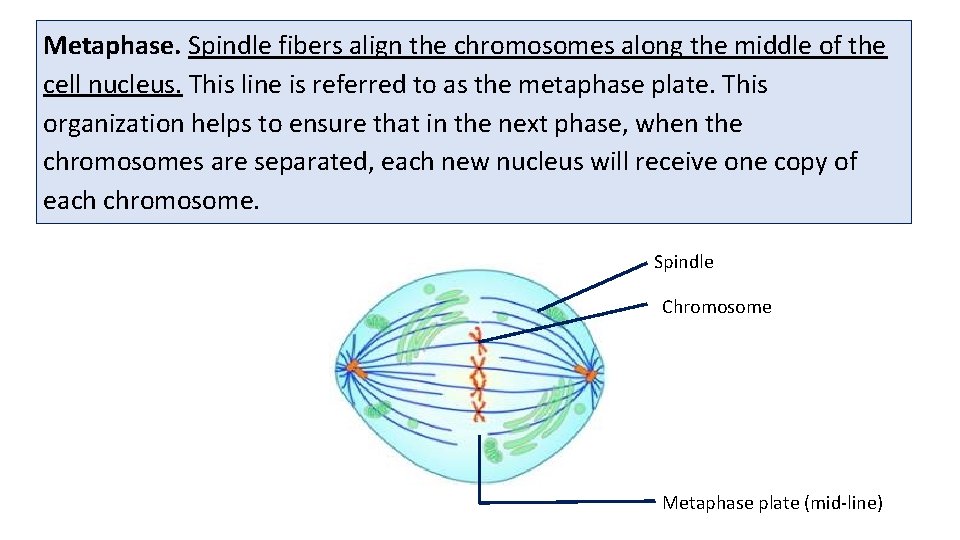 Metaphase. Spindle fibers align the chromosomes along the middle of the cell nucleus. This